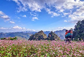 Hà Giang Mùa Hoa Tam Giác Mạch